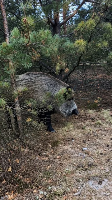 В лесу под Звенигородом заметили крупного кабана. Не приближайтесь к дикому животному и не пытайтесь фотографироваться рядом с ним. — фото 2