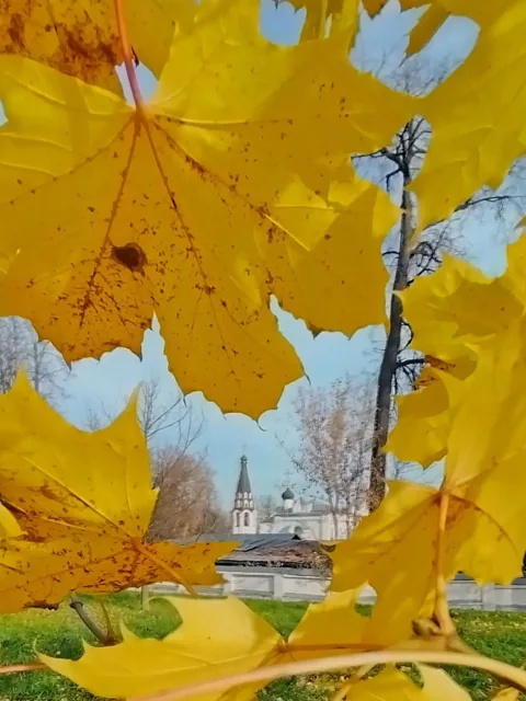 Последний день октября в Долгопрудном — в золотых осенних листьях. — фото 1