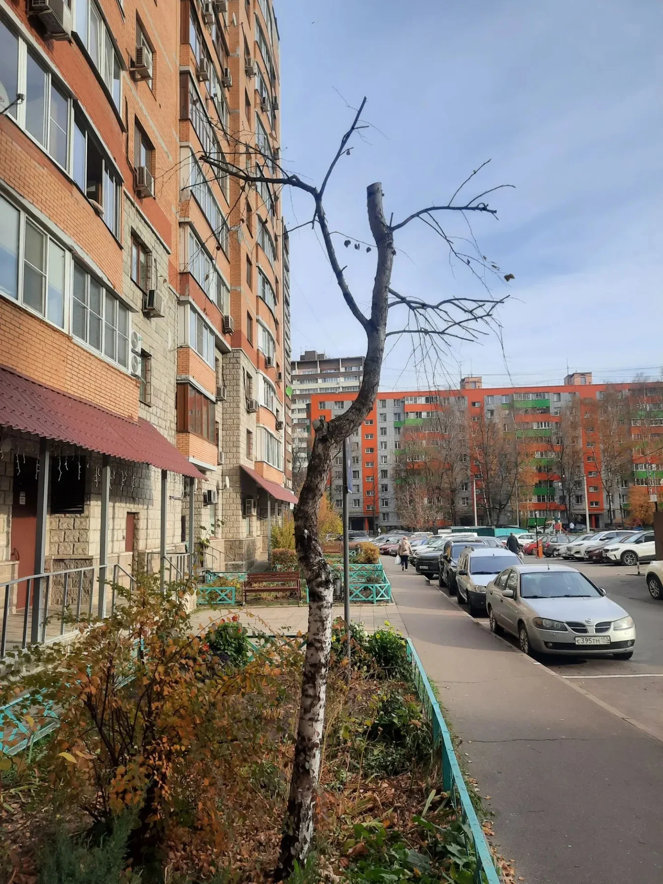 Автор публикации сообщает о сильной обрезке деревьев в Долгопрудном. — фото 1